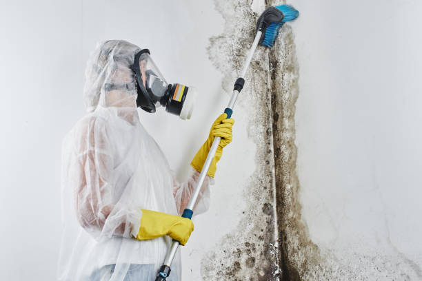 Best Residential Mold Removal  in Huachuca City, AZ